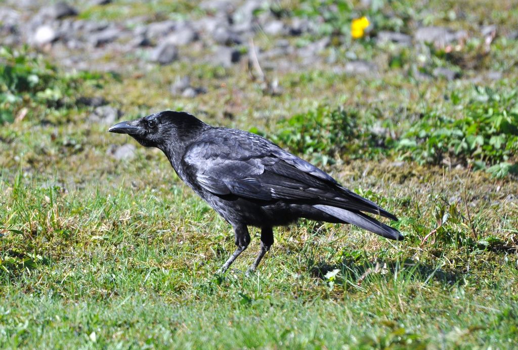 Carrion Crow in the Lakes..........Derwentwater