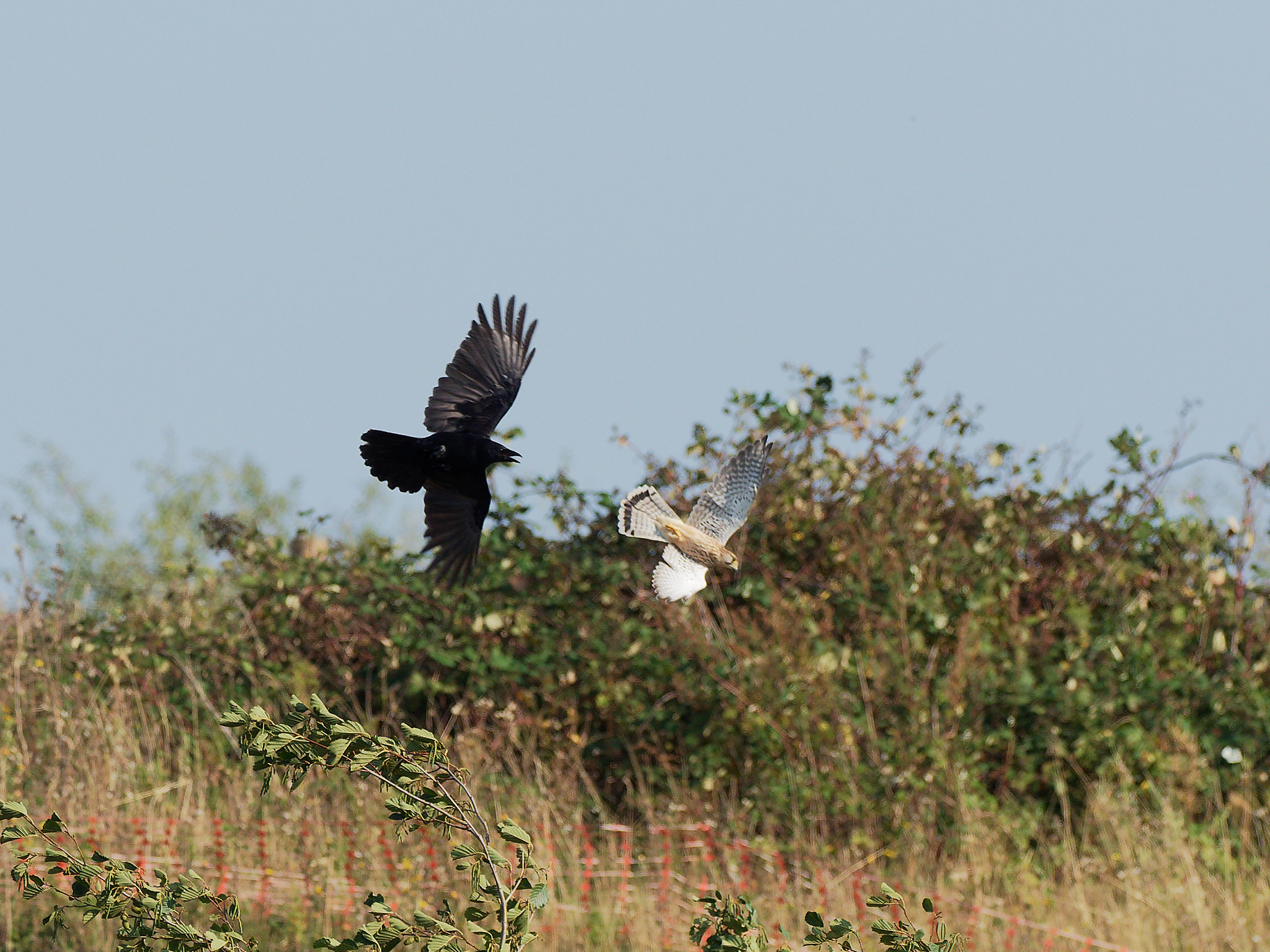 Carrion crow mobbing a female common kestrel