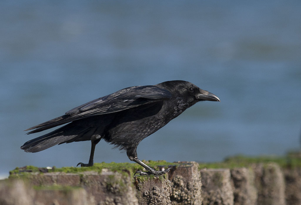 Carrion Crow