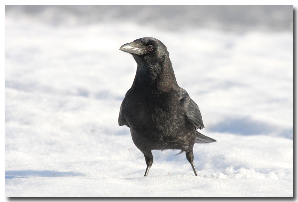 Carrion crow