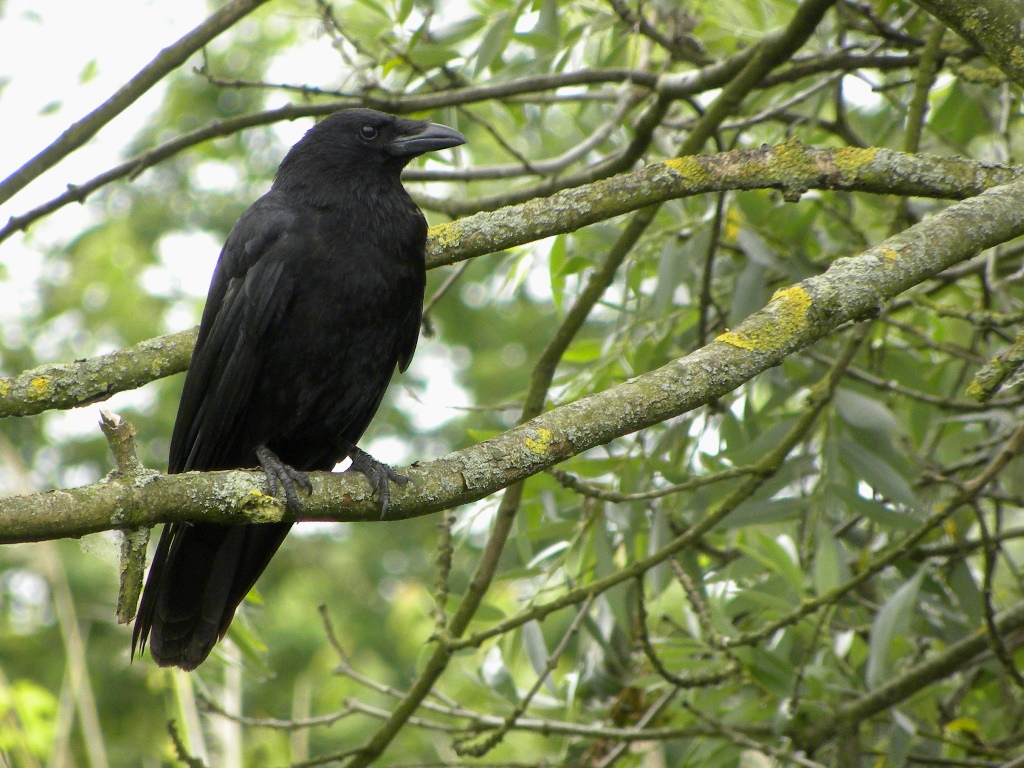 Carrion Crow