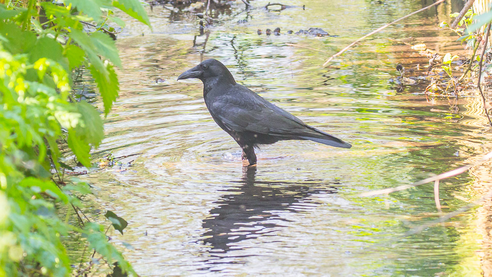 Carrion Crow