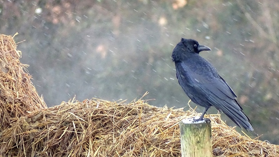 Carrion Crow