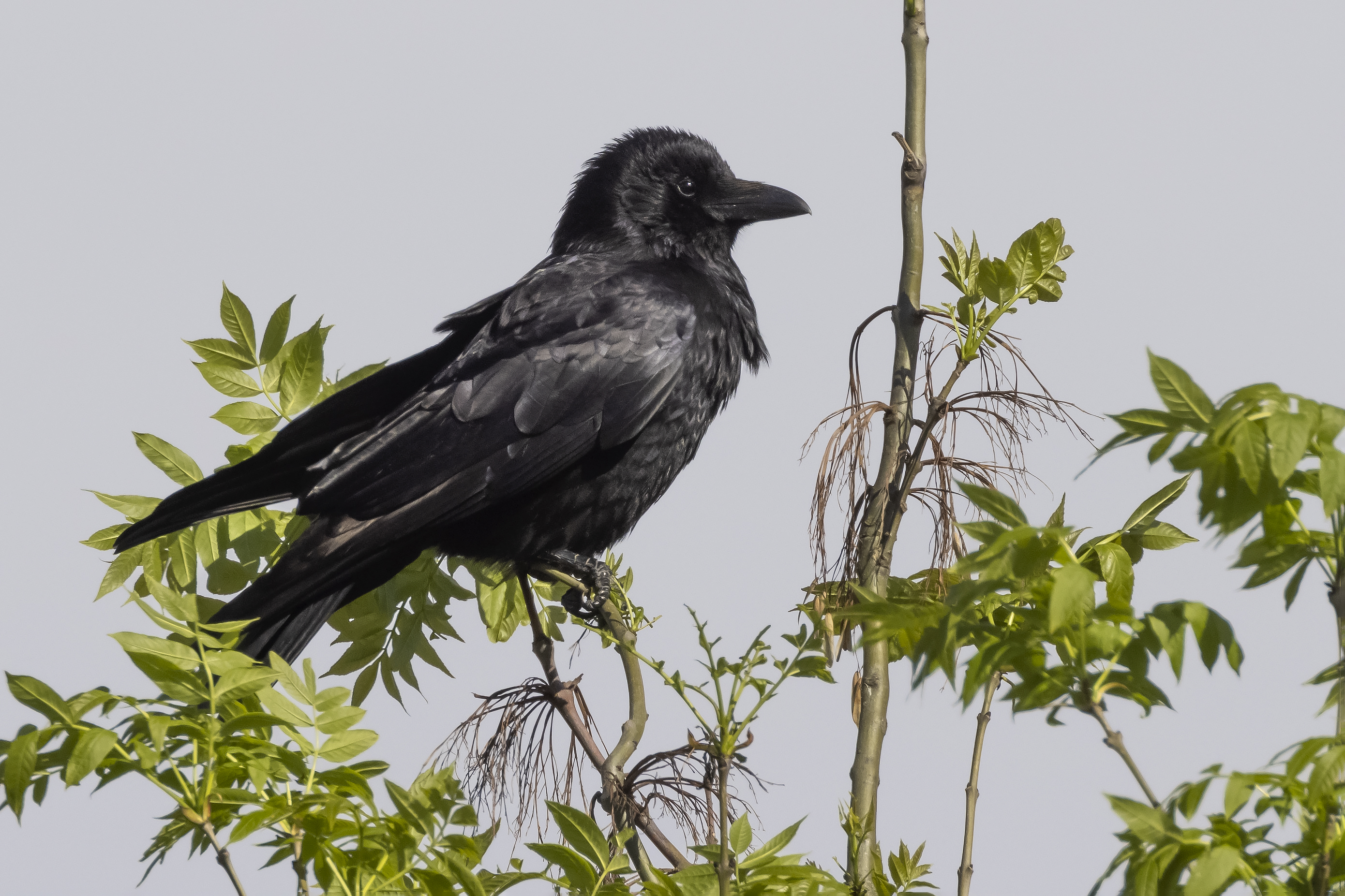 Carrion Crow