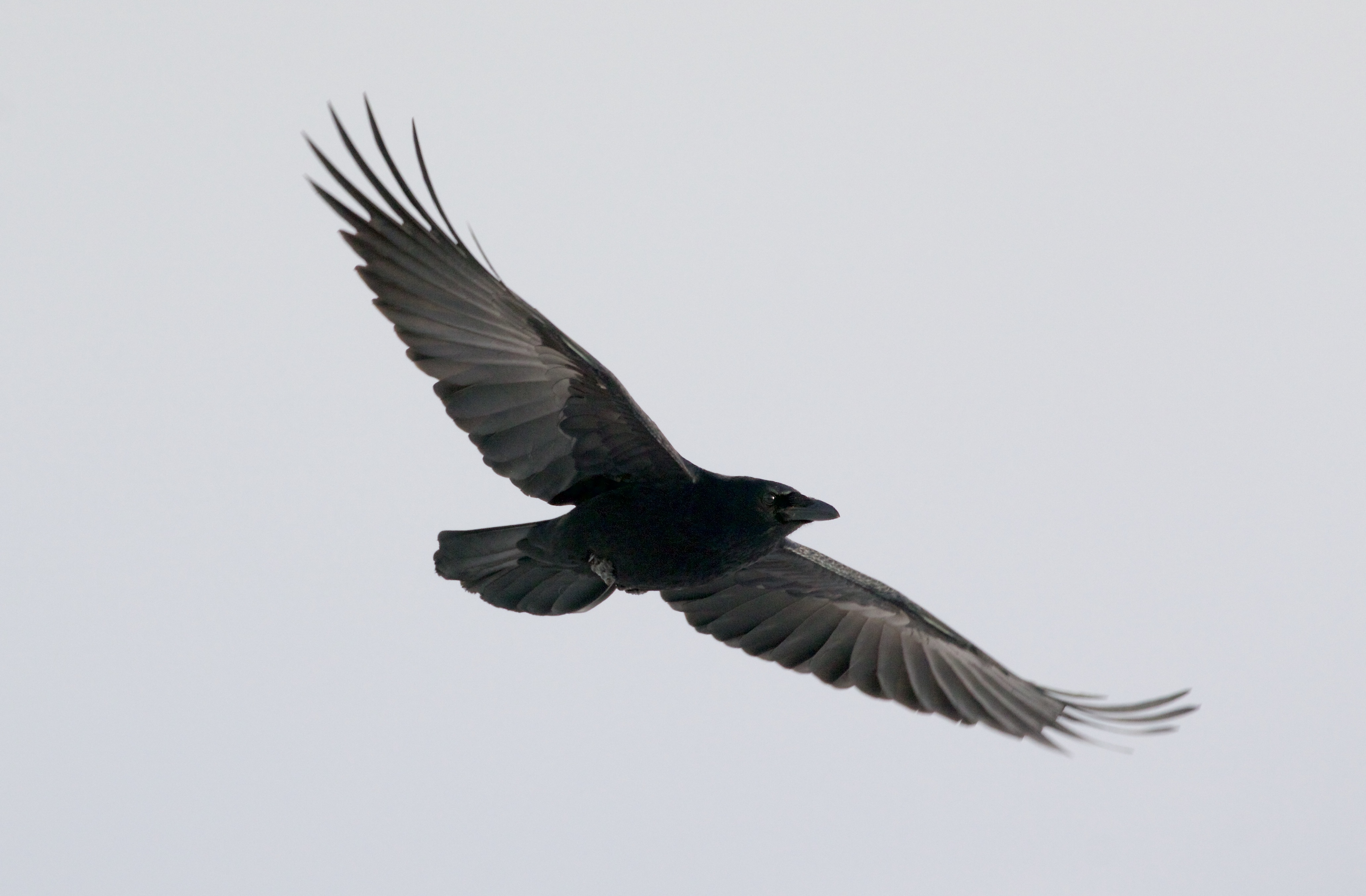 carrion crow