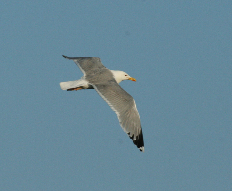 caspian gull flying