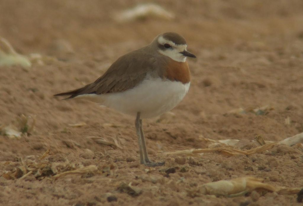 Caspian Plover