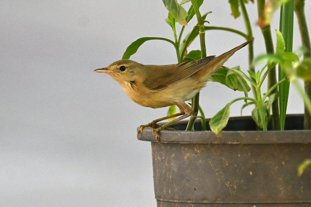 Caspian Reed Warbler