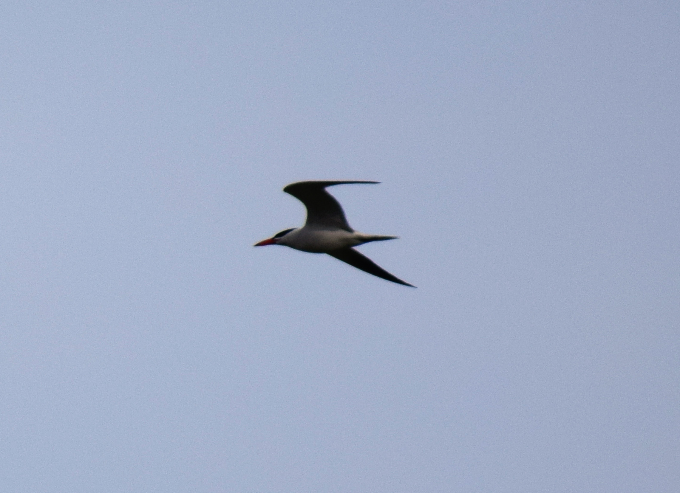 Caspian tern flying east over the park on a day of ever increasing cloudiness