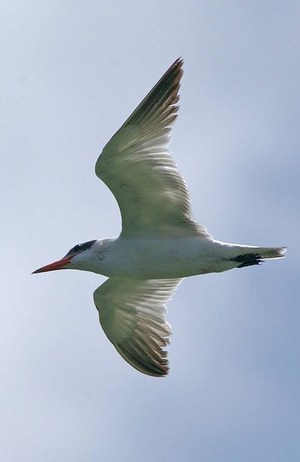 Caspian tern