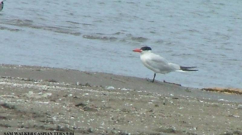 Caspian Tern