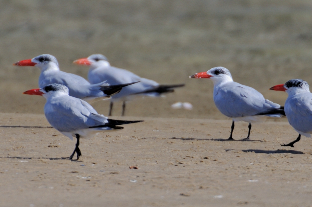 Caspian Tern