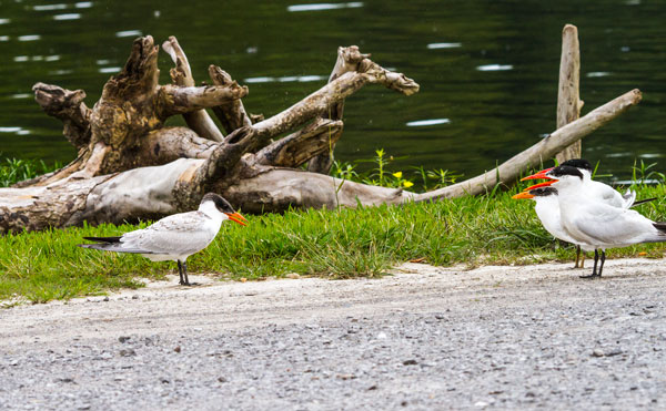 Caspian Terns