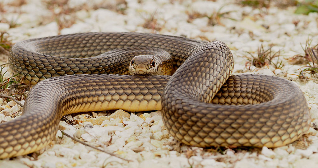 Caspian Whipsnake