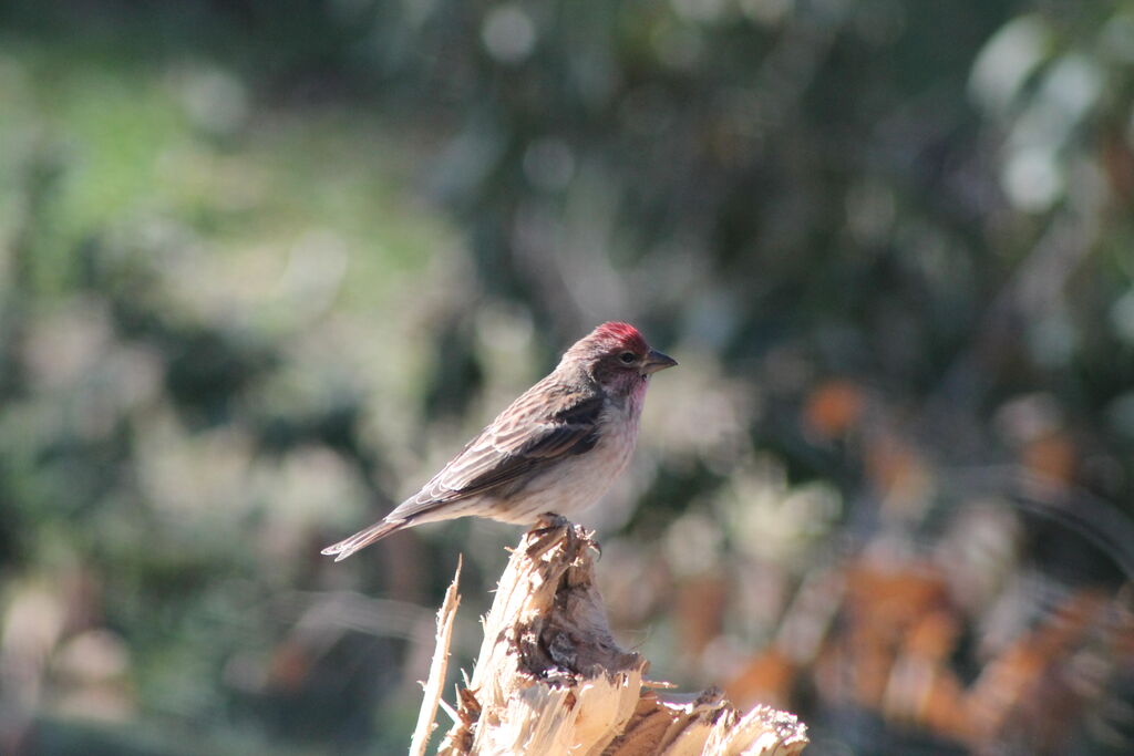 Cassin's Finch