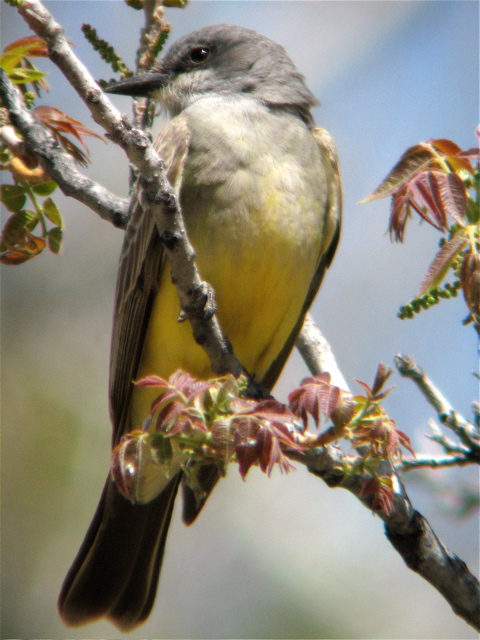 Cassin's kingbird