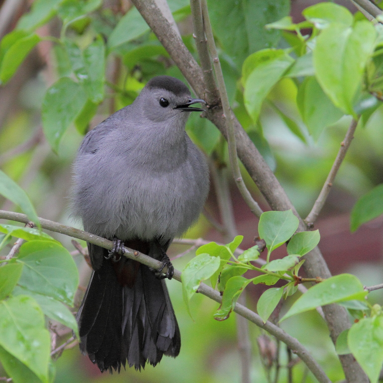 Catbird