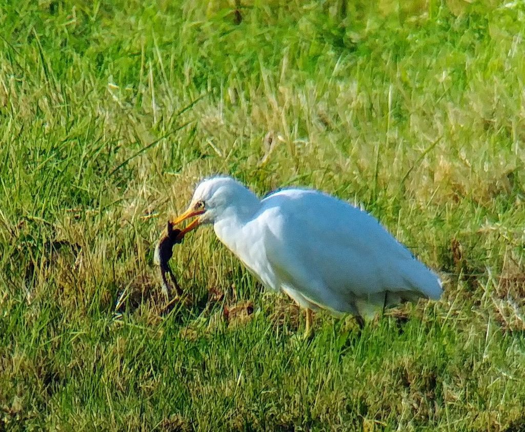 Cattle Egret having a feed