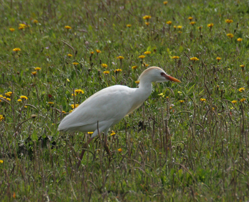 Cattle Egret