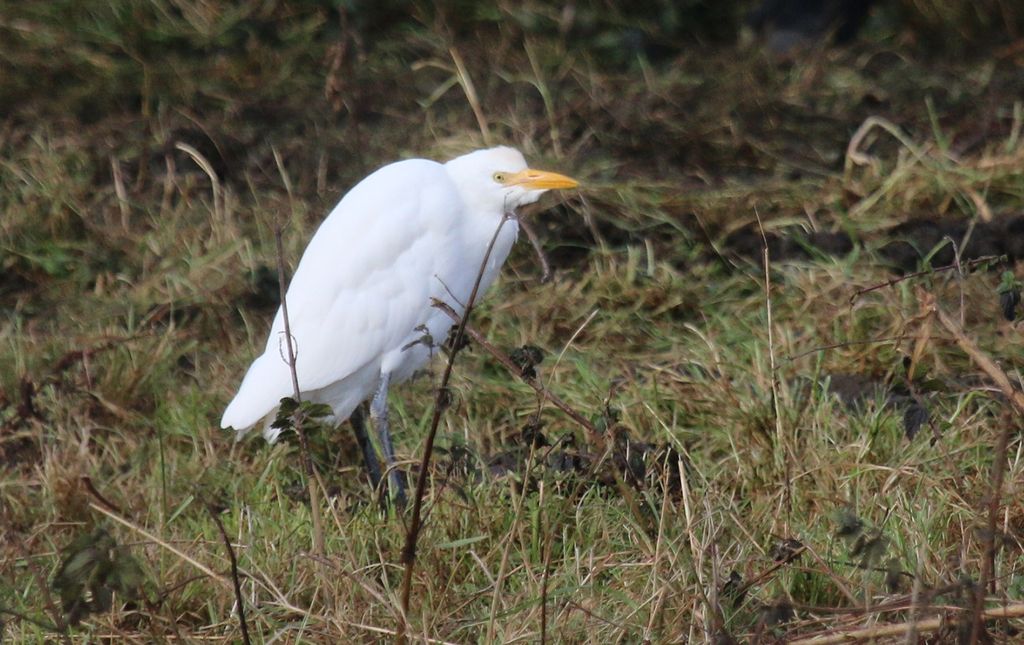 Cattle Egret