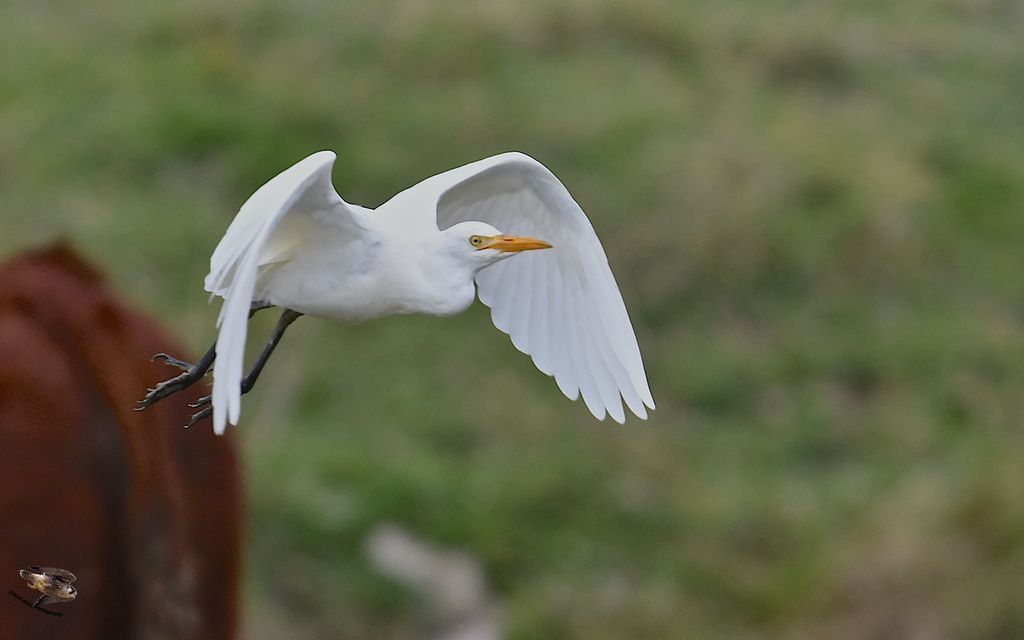 Cattle Egret