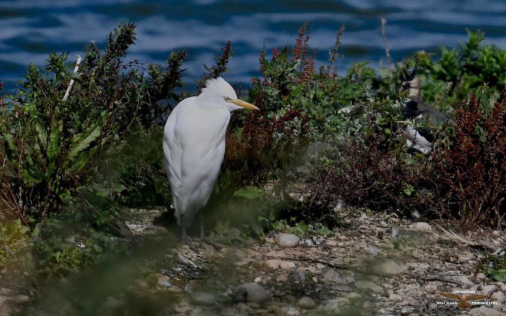 Cattle Egret