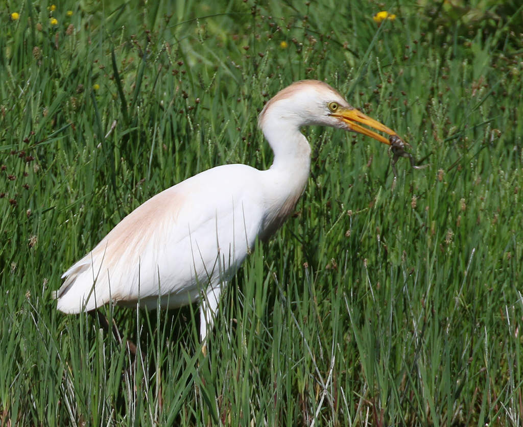 Cattle Egret