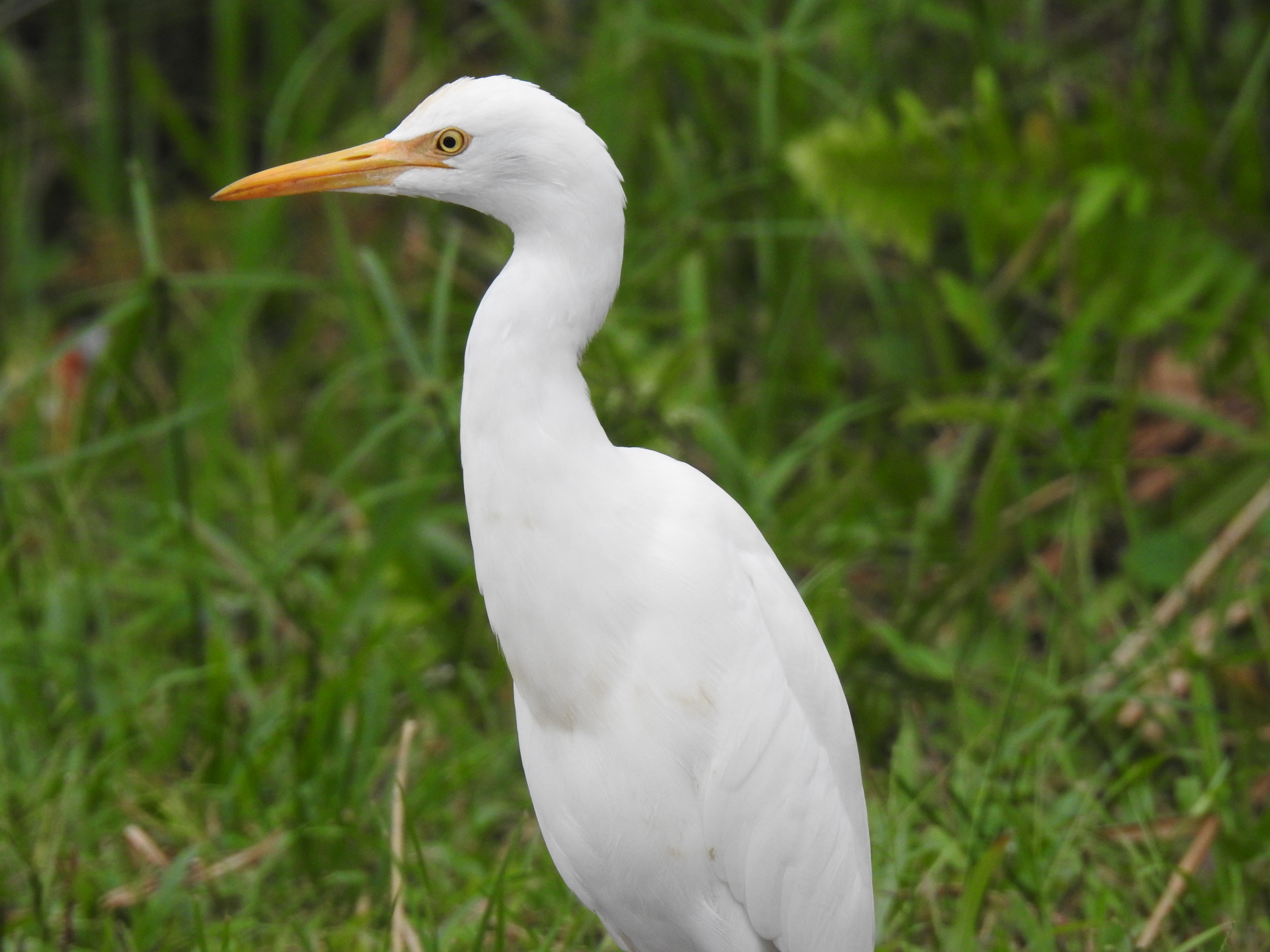 Cattle Egret