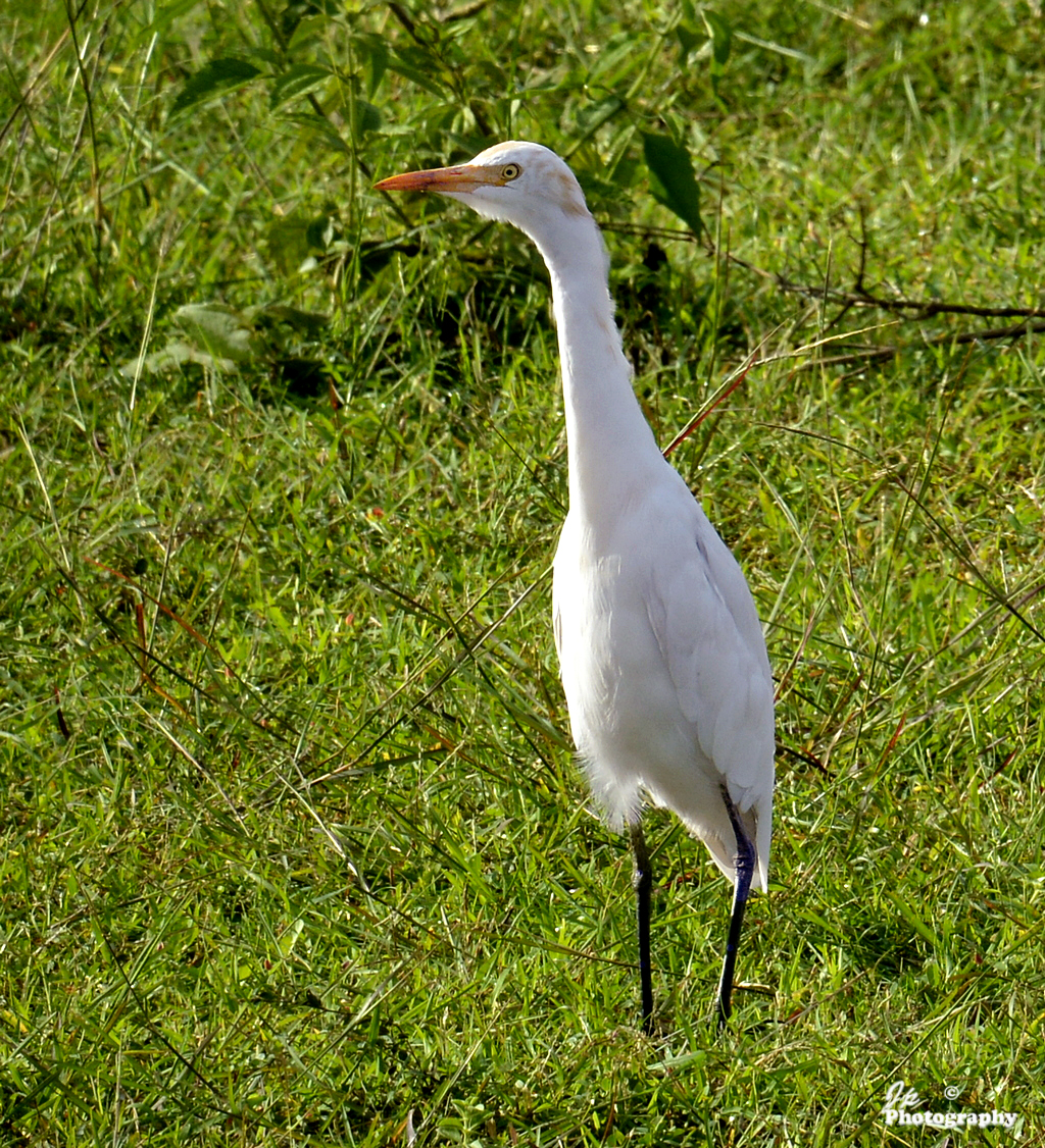 Cattle Egret