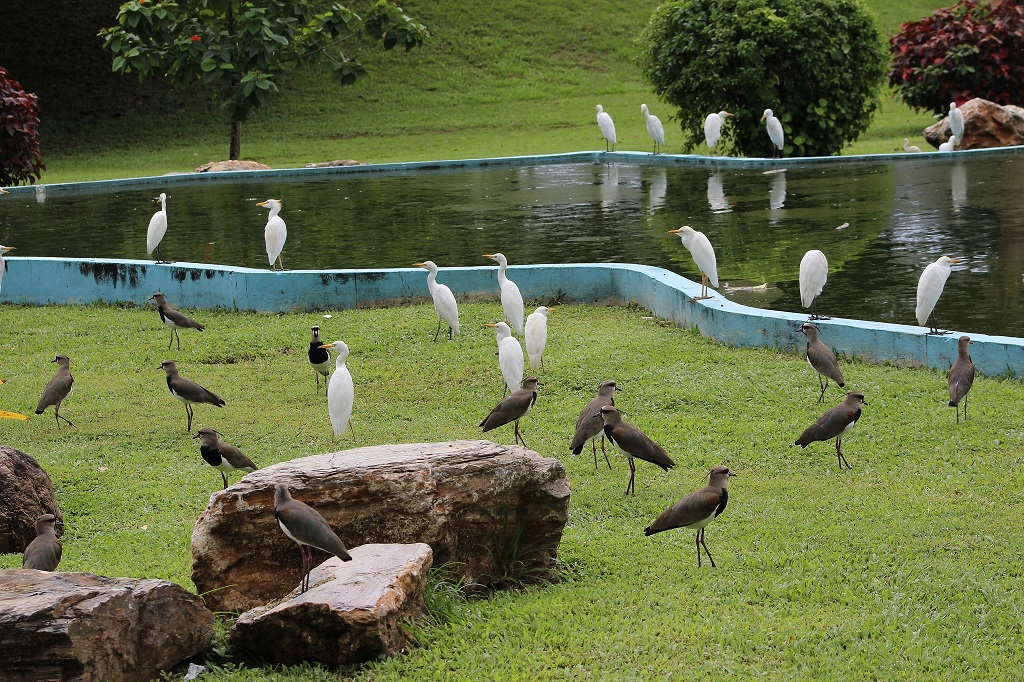 Cattle Egrets and Southern Lapwings