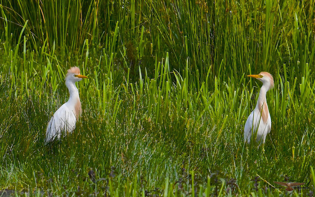 Cattle Egrets