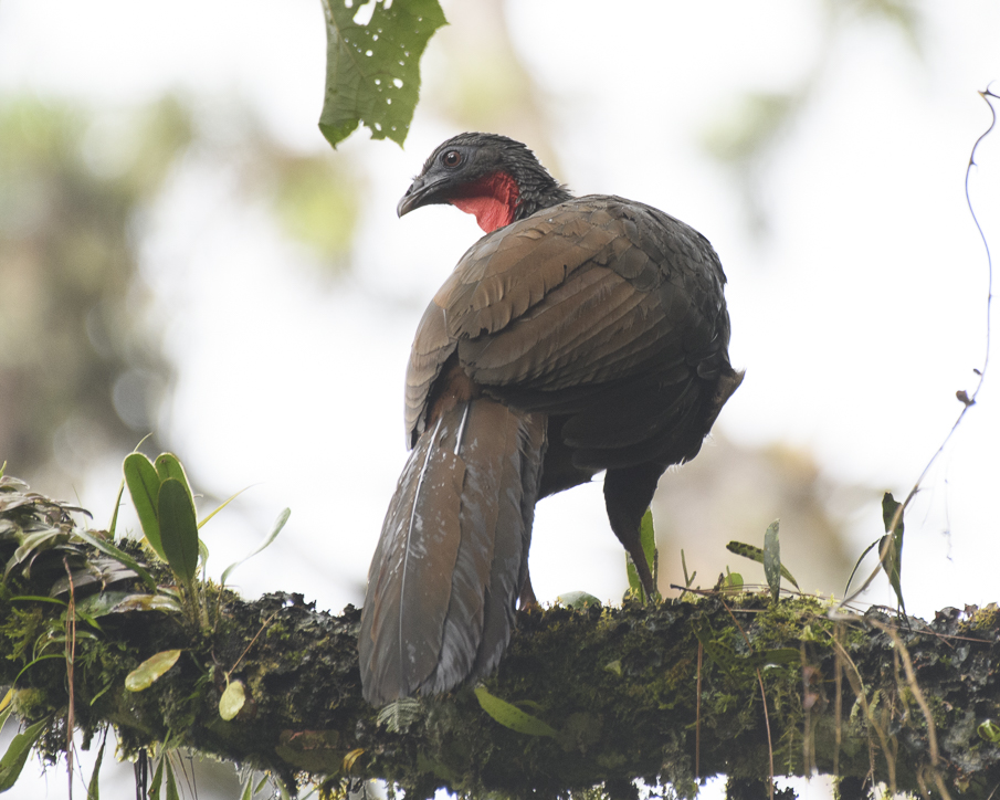 Cauca Guan