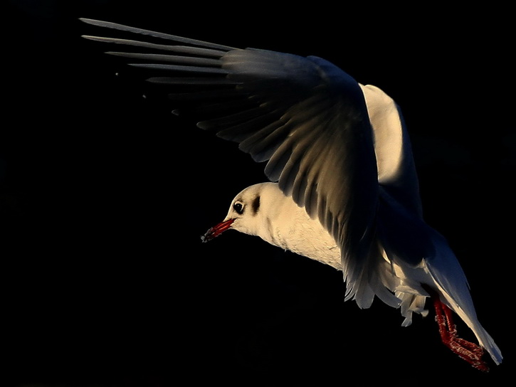 Caught In The Winter Light