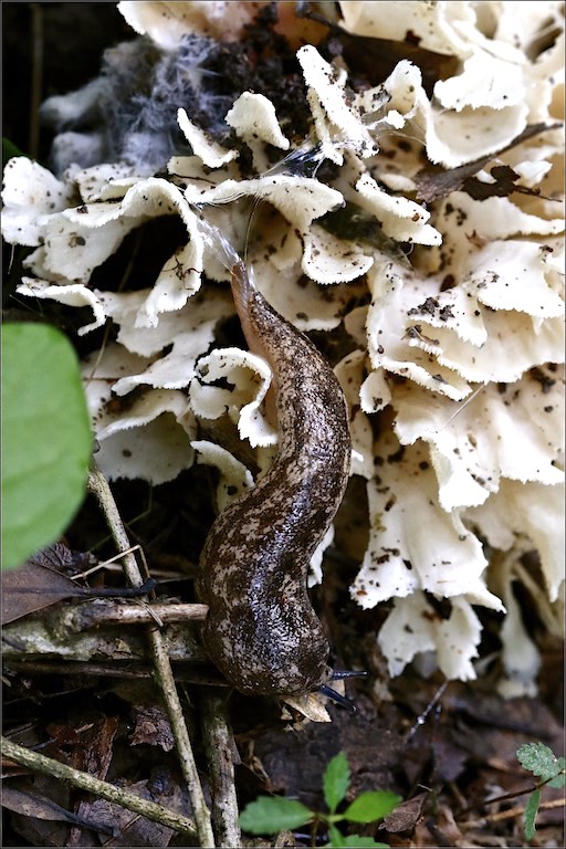 Cauliflower Mushroom, Carolina Mantleslug