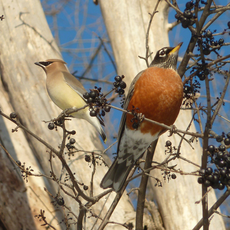 Cedar waxwing and American Robin