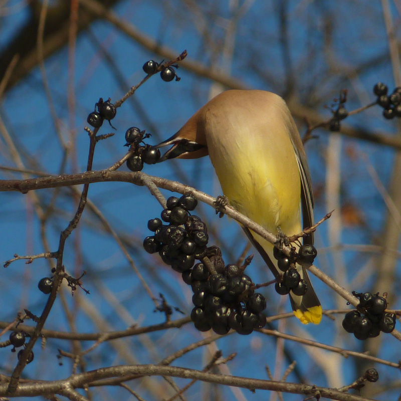 Cedar Waxwing feeding