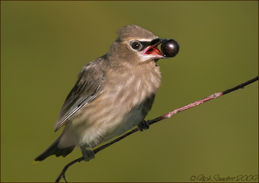 Cedar Waxwing