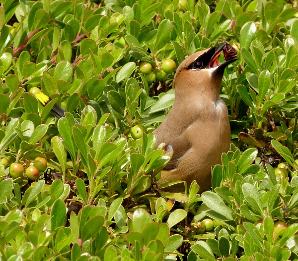 Cedar Waxwing