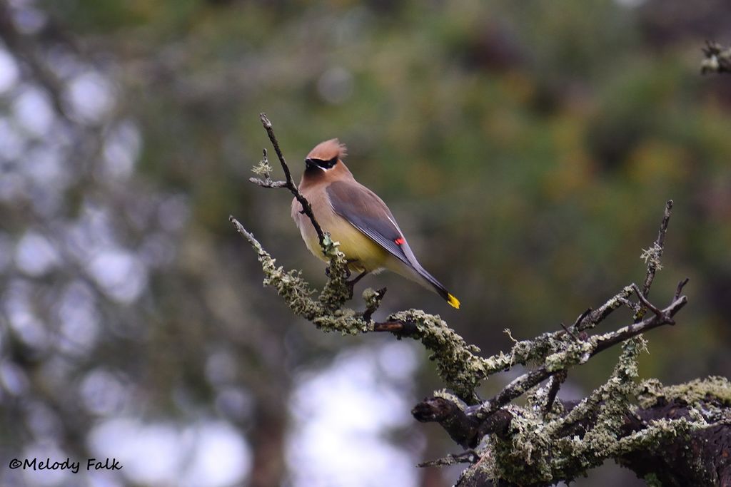 Cedar Waxwing