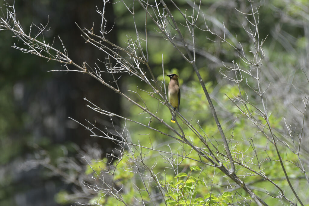 Cedar Waxwing