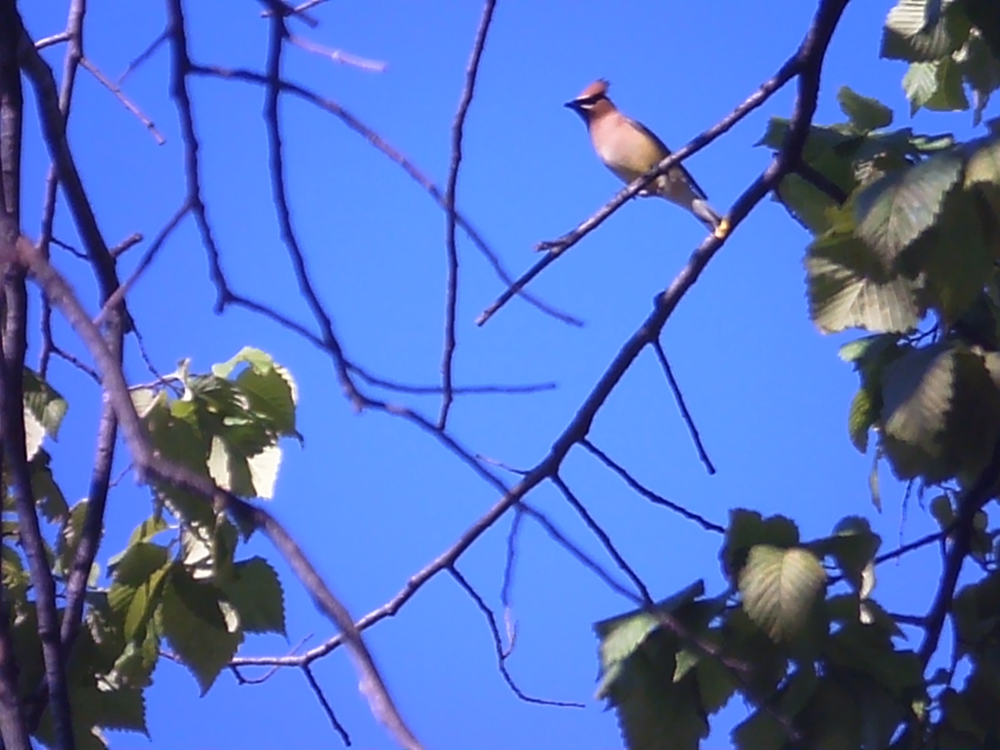 Cedar Waxwing