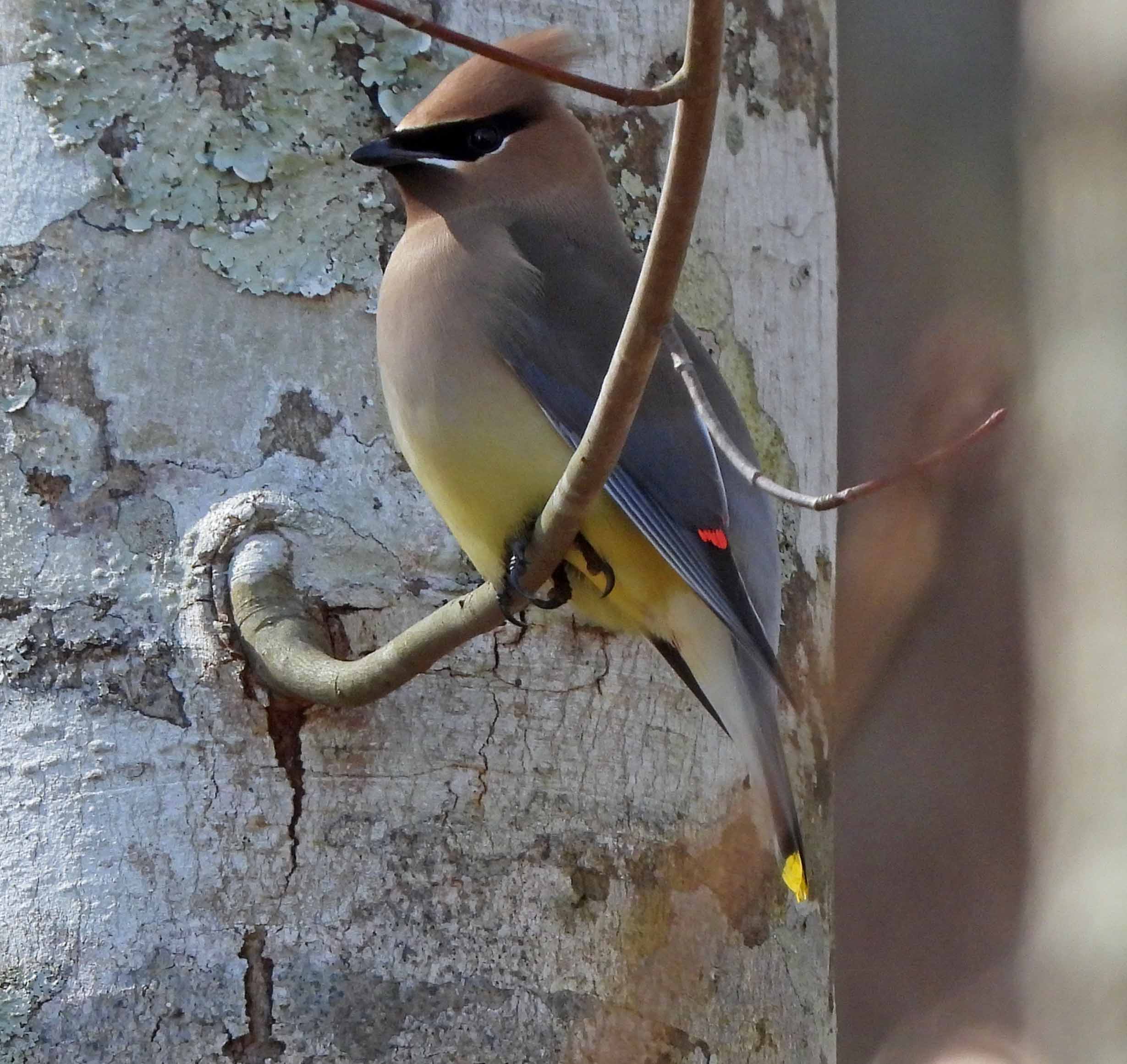 Cedar Waxwing1.jpg