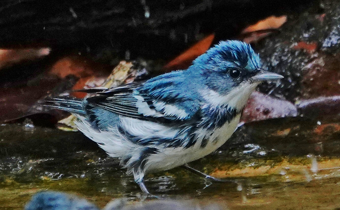 CERULEAN WARBLER, male