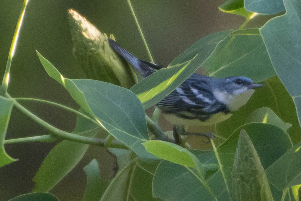 cerulean warbler