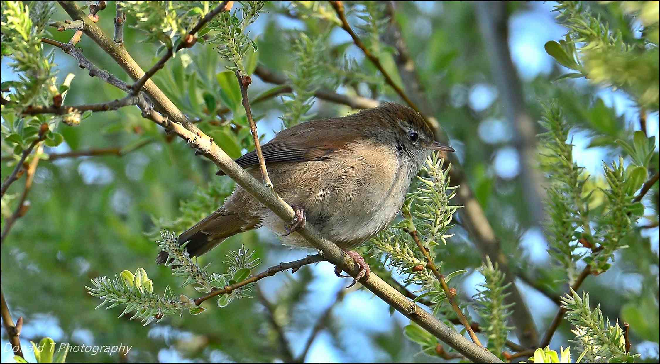 Cetti’s warbler