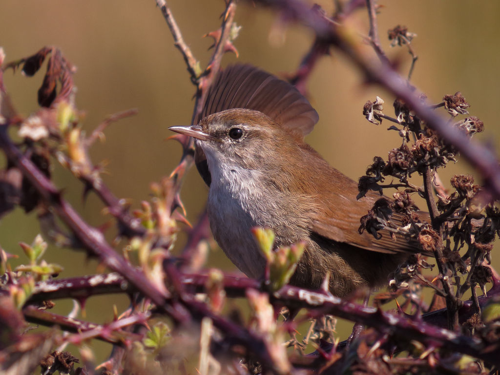 Cetti's Warbler