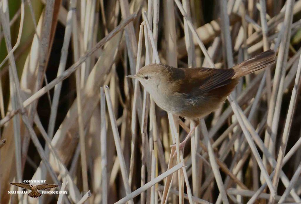 Cetti's Warbler