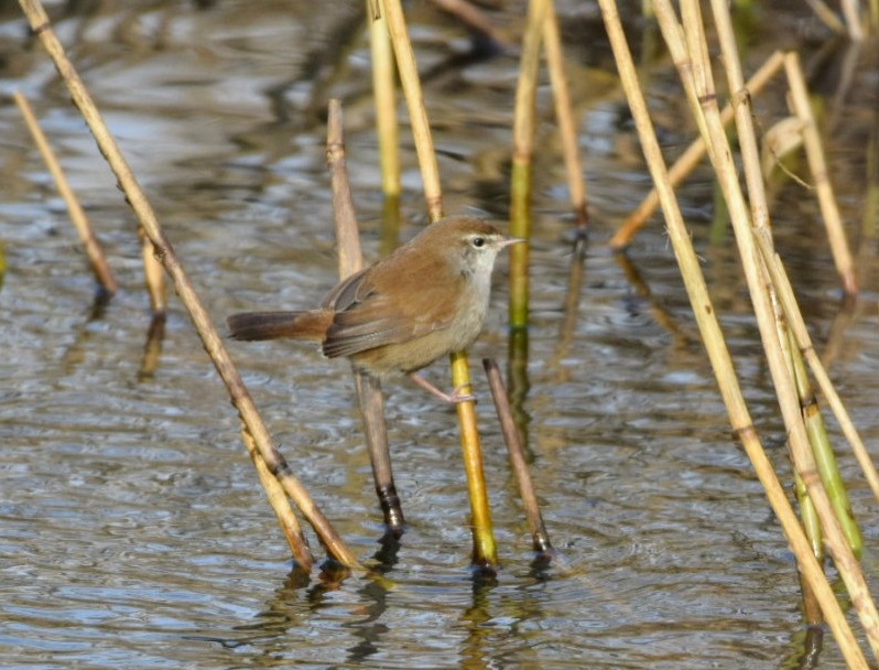 Cettis Warbler