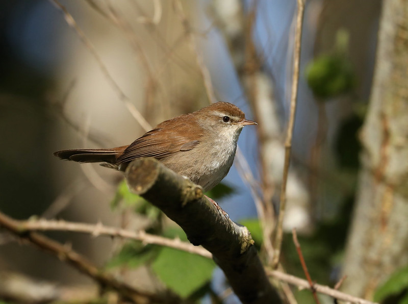 Cetti's Warbler