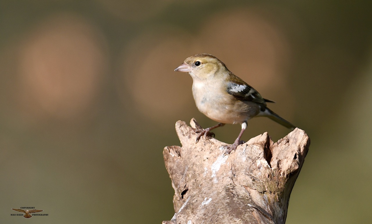 Chaffinch 1637 (1).jpeg